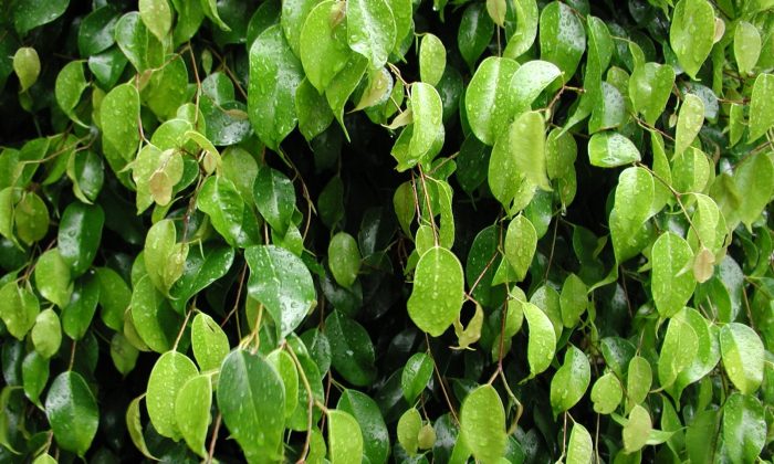 Ficus