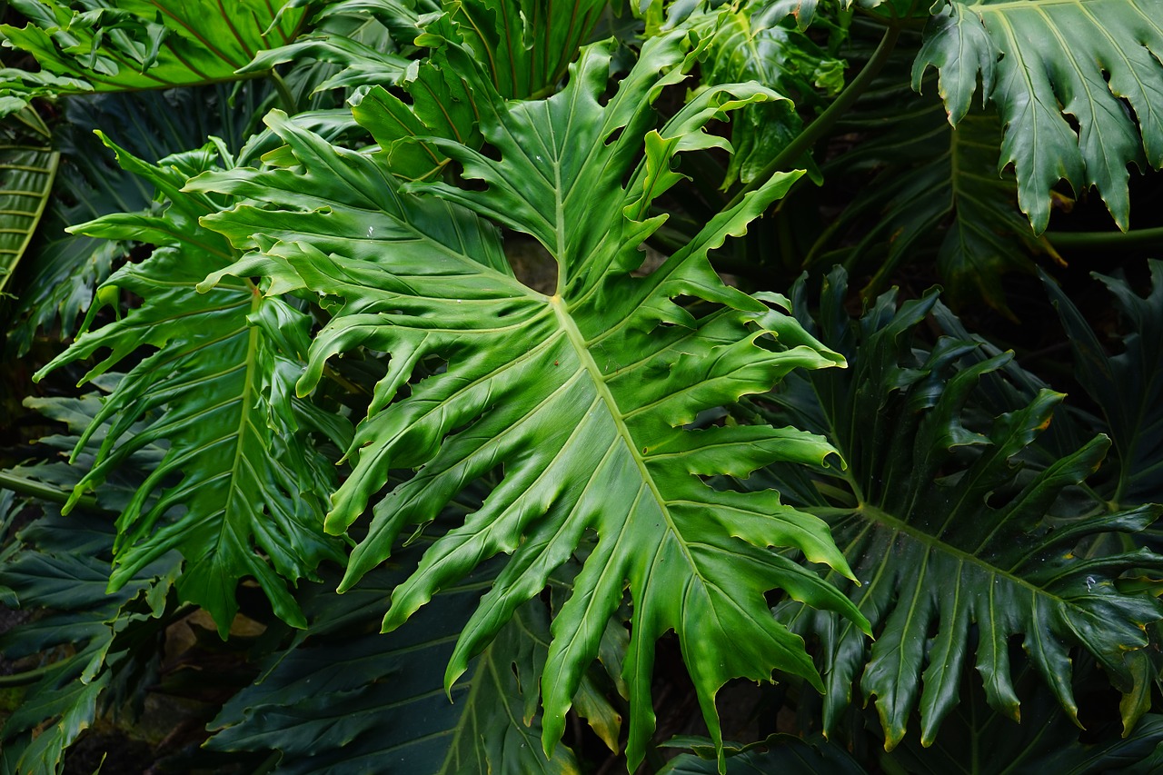 Philodendron