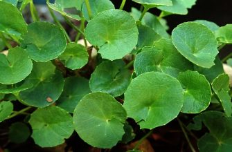 Gotu kola