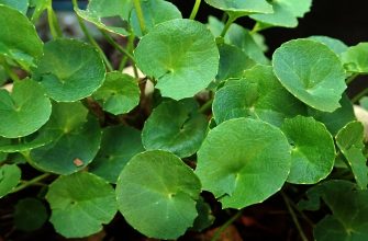 Gotu kola