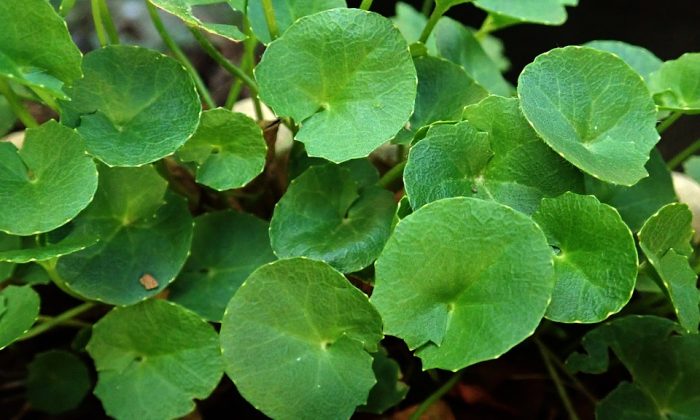 Gotu kola