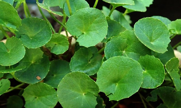 Gotu kola