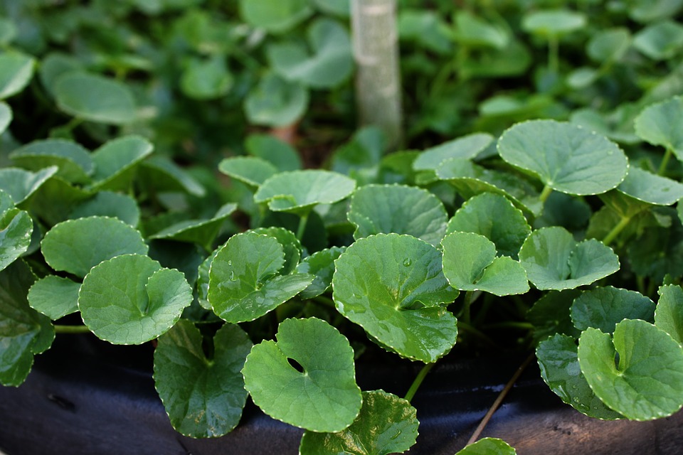 Gotu kola