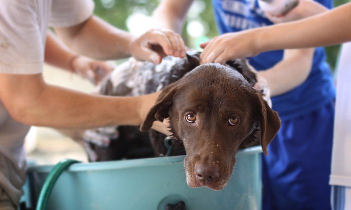 Mytí psa