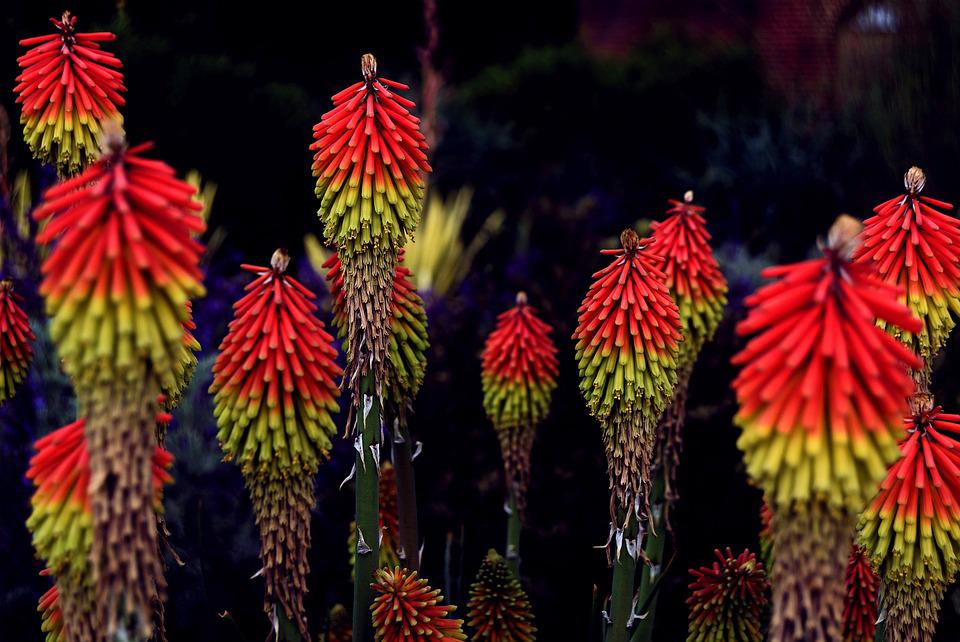 Red hot pokers