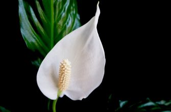 Spathiphyllum