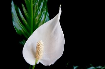 Spathiphyllum
