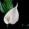 Spathiphyllum