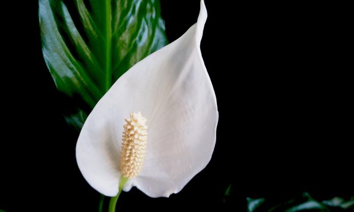 Spathiphyllum