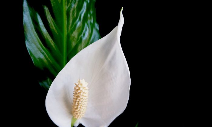 Spathiphyllum