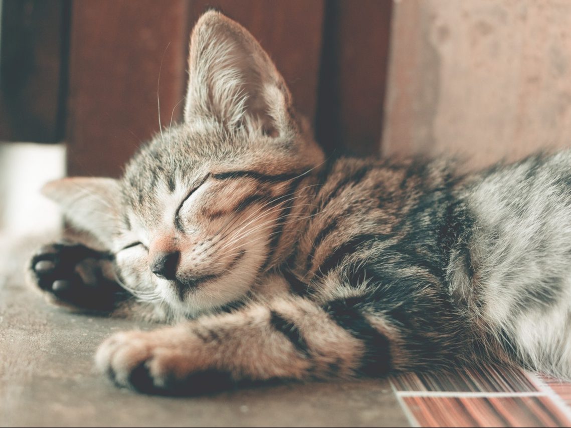 Spící kočka