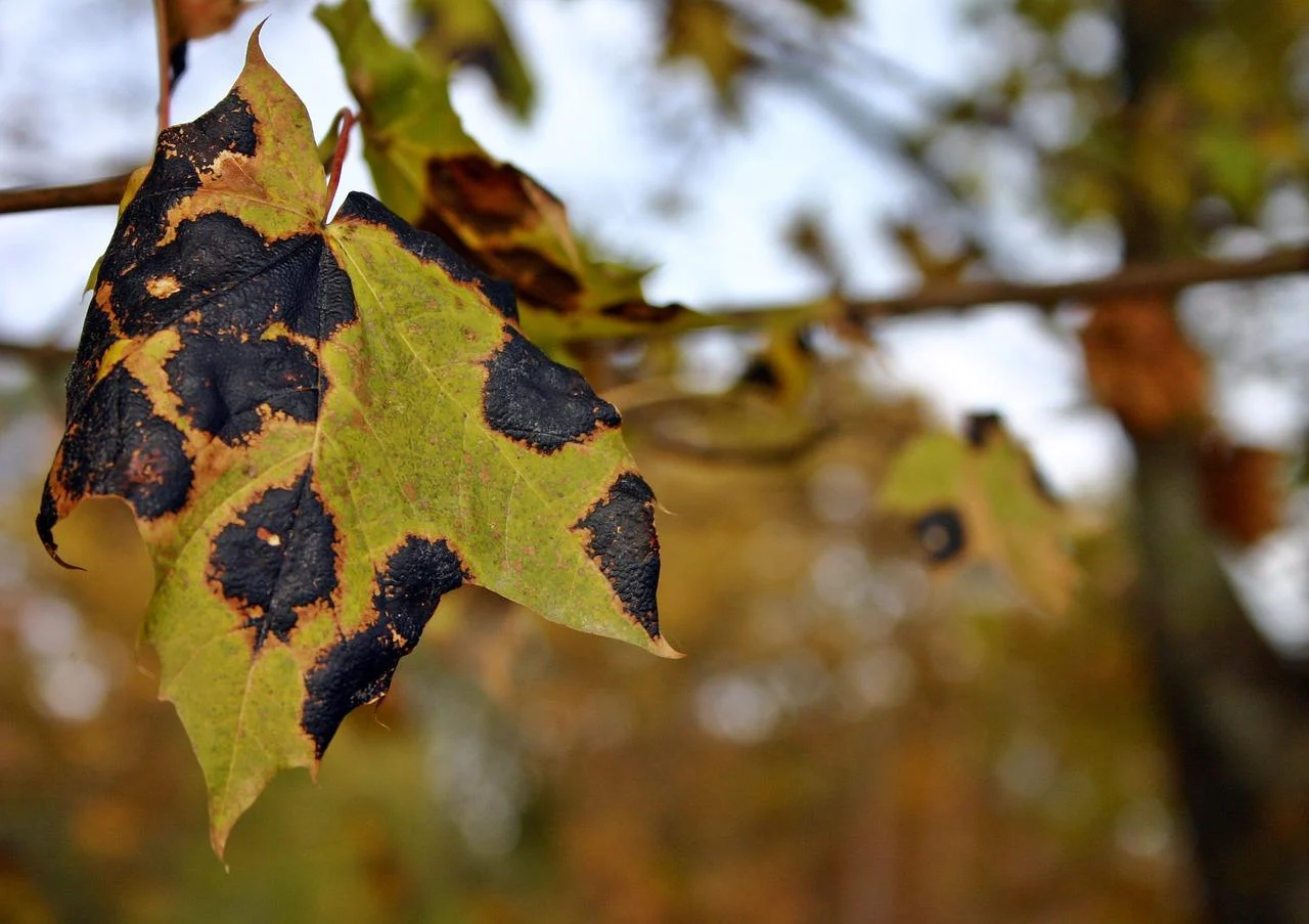 Black spots of leaves