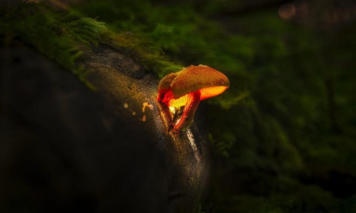 Svítící houba