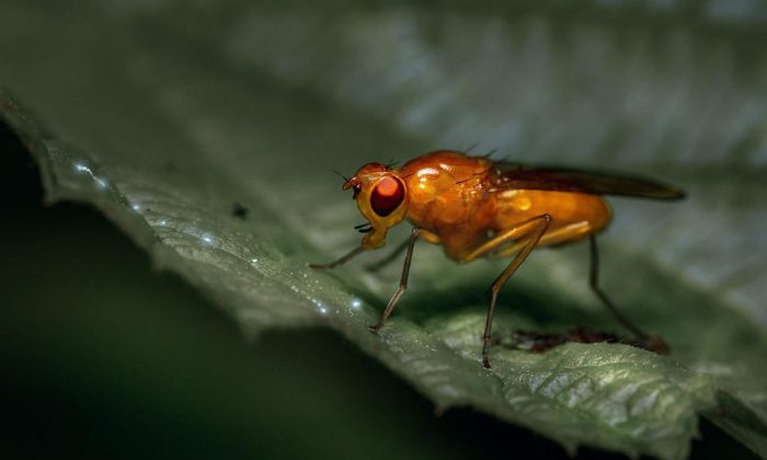 Octomilka