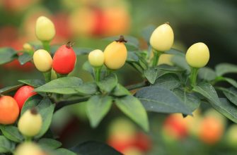 Solanum