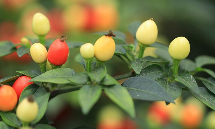 Solanum