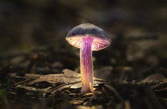Svítící houby