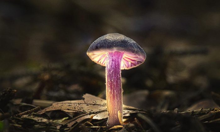 Svítící houby