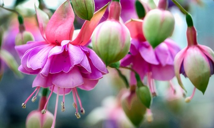 Fuchsie