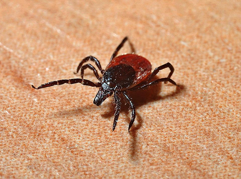 Klíšťata – malí, ale zatraceně nepříjemní paraziti