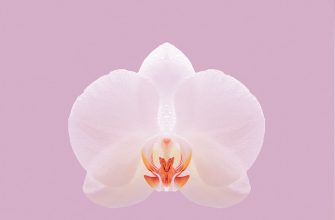 Orchidej