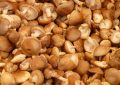 Shiitake