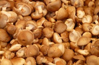 Shiitake