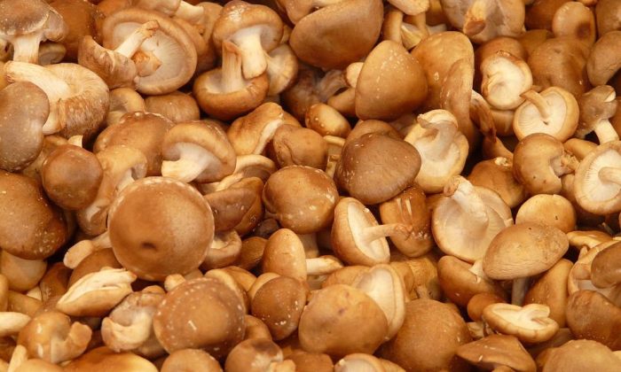 Shiitake