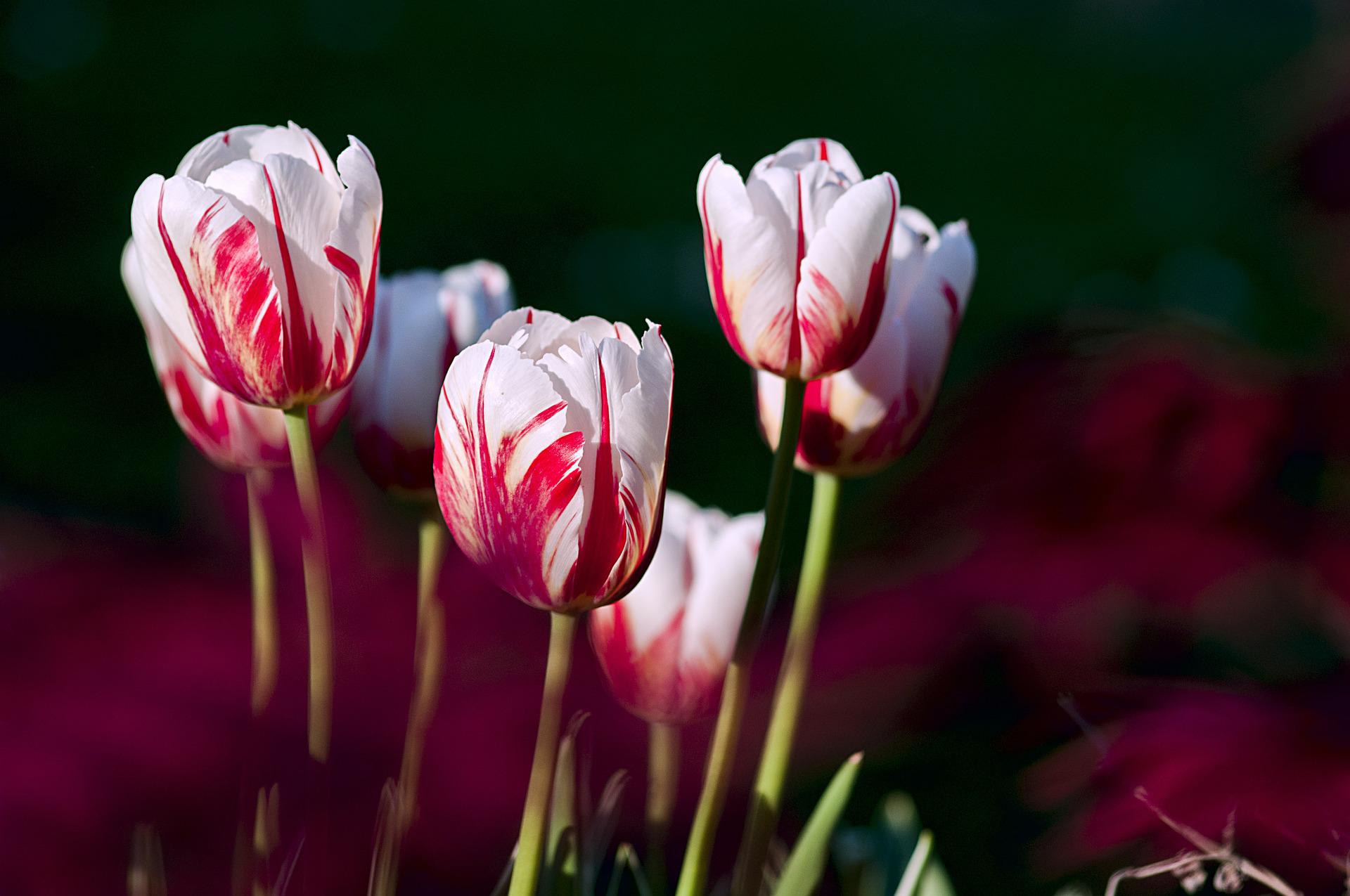 Tulipán - růžovo-bílý
