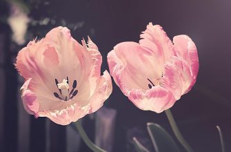 Tulipány