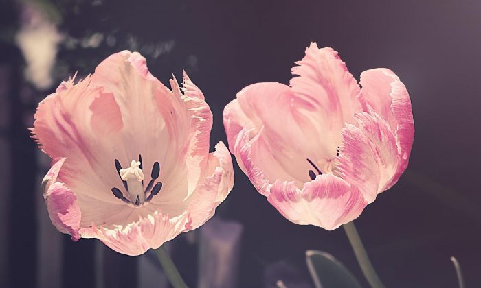Tulipány