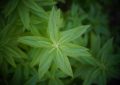 Verbena