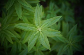 Verbena