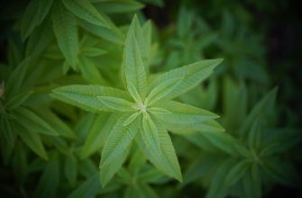 Verbena