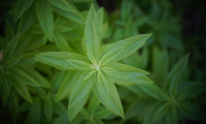 Verbena