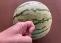 Jak poznat zralý meloun