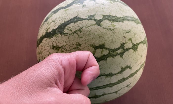 Jak poznat zralý meloun