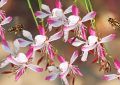 Gaura