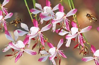 Gaura