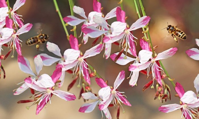 Gaura