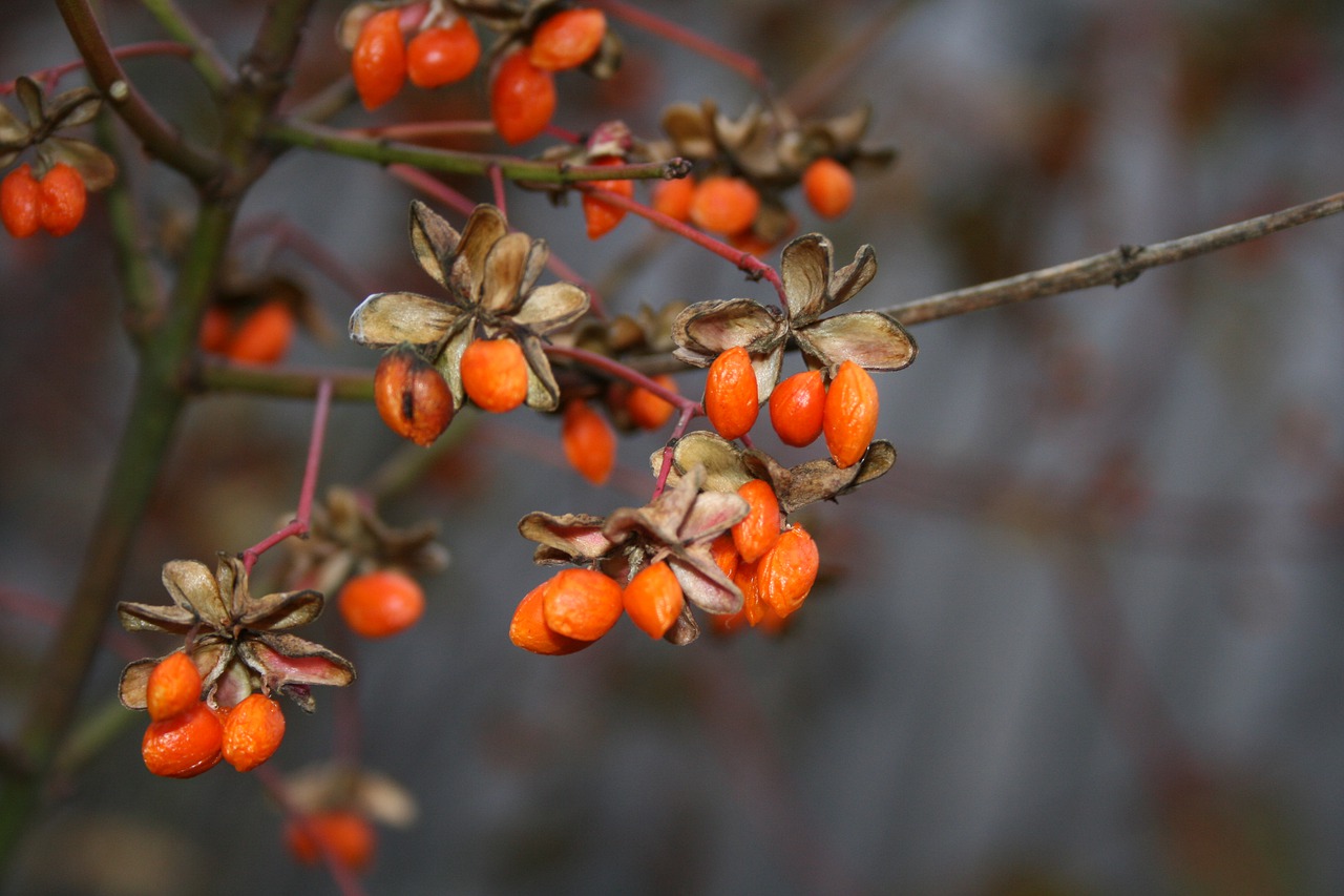 Goji