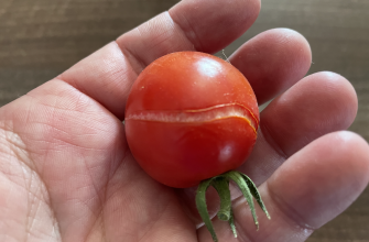 Prasklina na rajčeti