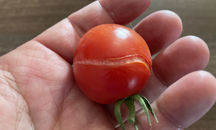 Prasklina na rajčeti