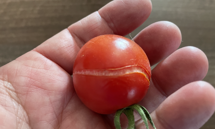 Prasklina na rajčeti