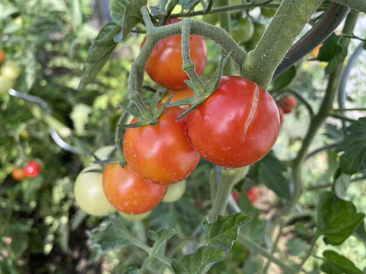 Praskliny na rajčatech