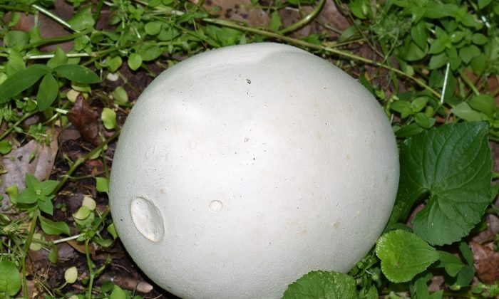 Vatovec