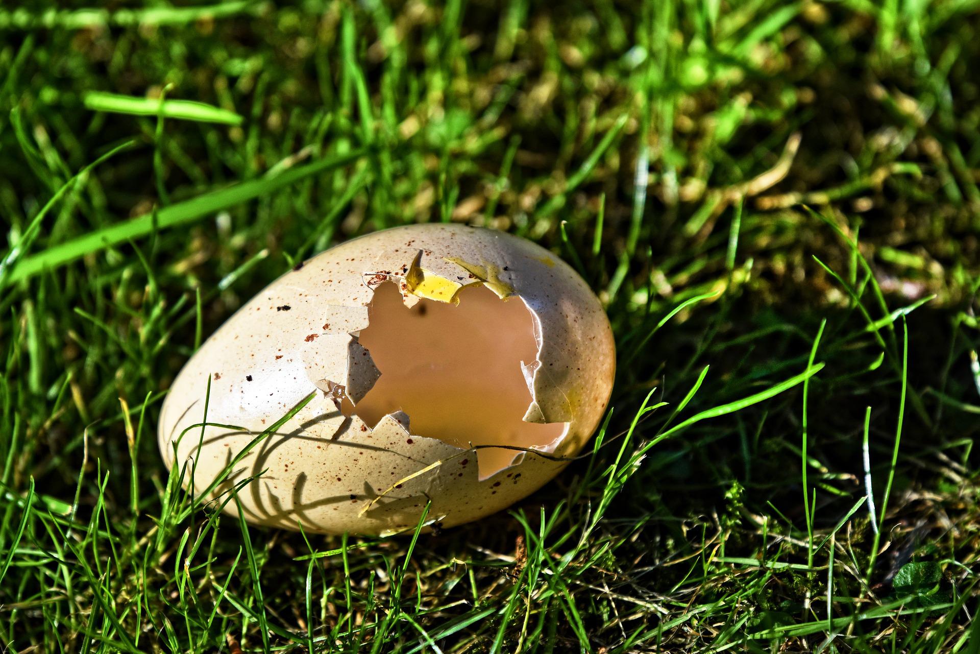 Skořápka vajíčka