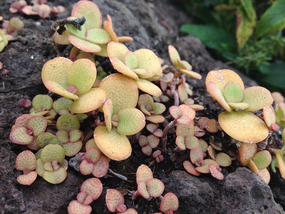 Crassula ovata