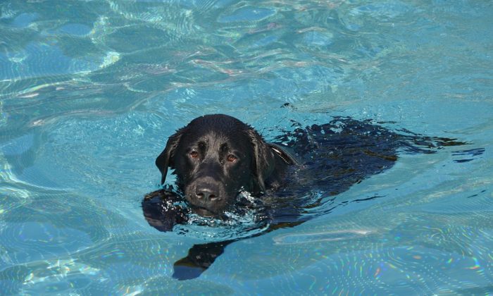 Plavání psů