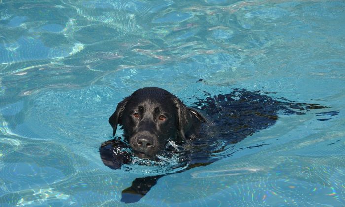 Plavání psů